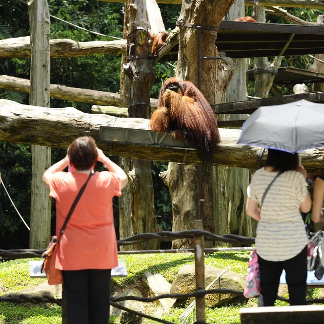 Orang-Utans im Singapur Zoo