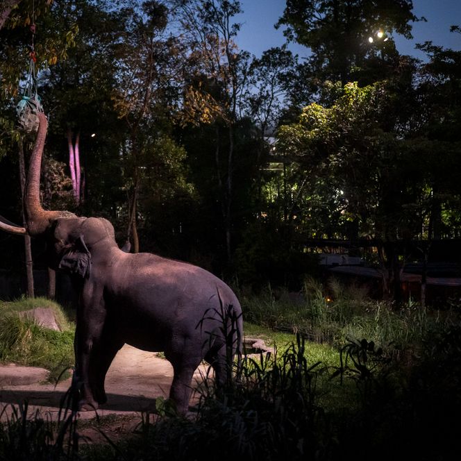 Nacht-Safari mit asiatischen Elefanten